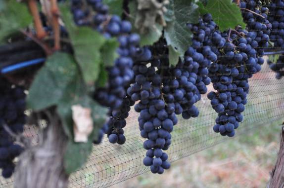 Os parreirais estão carregados nessa época do ano no Okanagan Valley, no  sul da British Columbia, no Canadá